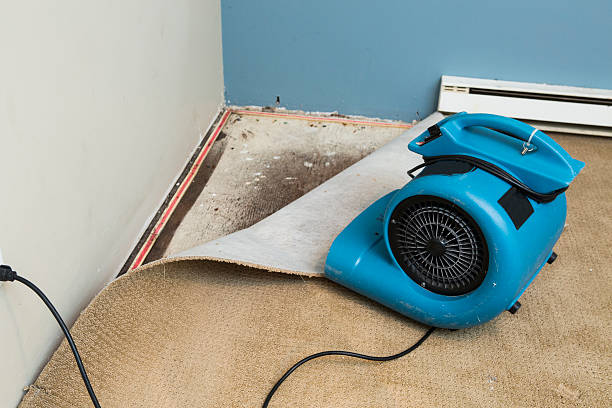 Best Local water damage restoration  in South Bradenton, FL